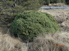 Veronica topiaria