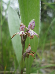 Galearis rotundifolia