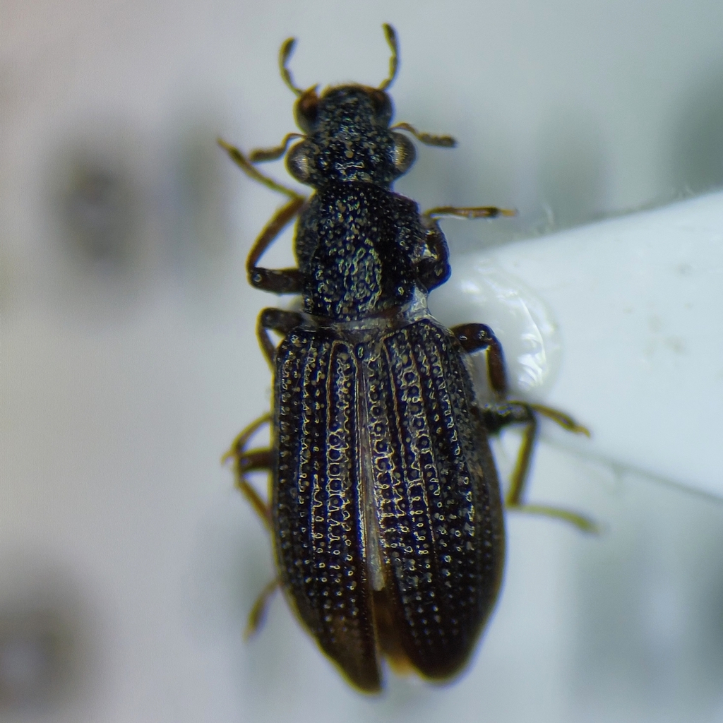 Hydrochus ignicollis