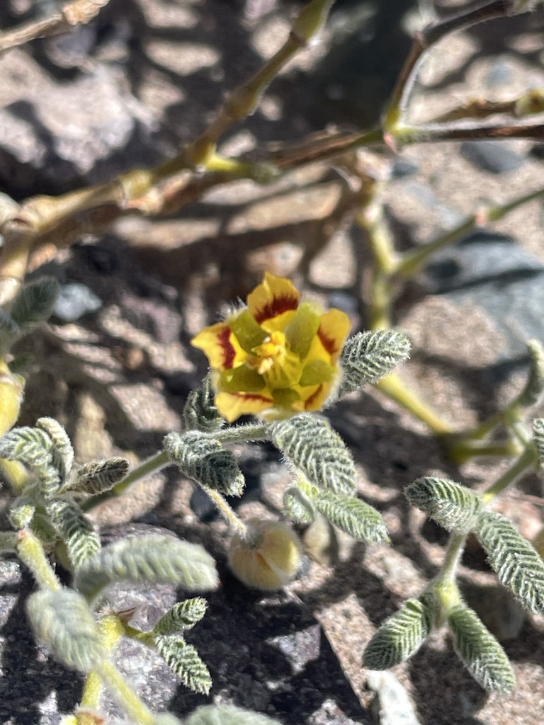 Metharme lanata
