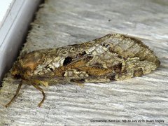 Korscheltellus gracilis