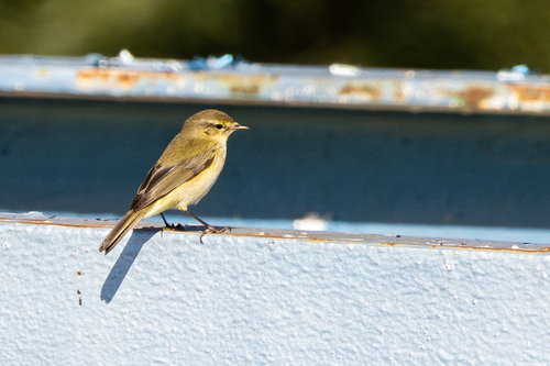 Mosquitero ibérico (Phylloscopus ibericus)