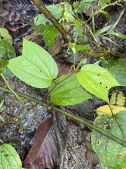 Passiflora costaricensis