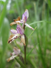 Galearis rotundifolia