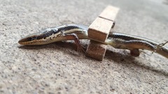 Marisora brachypoda