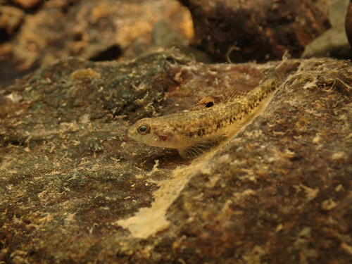 Bugatti goby (Redigobius dispar) — Gobiidae