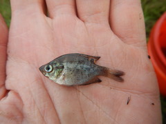 Centrarchus macropterus