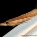 Gemmed Cordgrass Borer - Photo (c) Stuart Tingley, some rights reserved (CC BY-NC), uploaded by Stuart Tingley