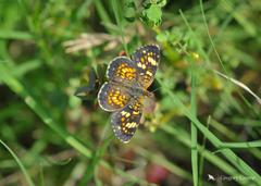 Phyciodes picta