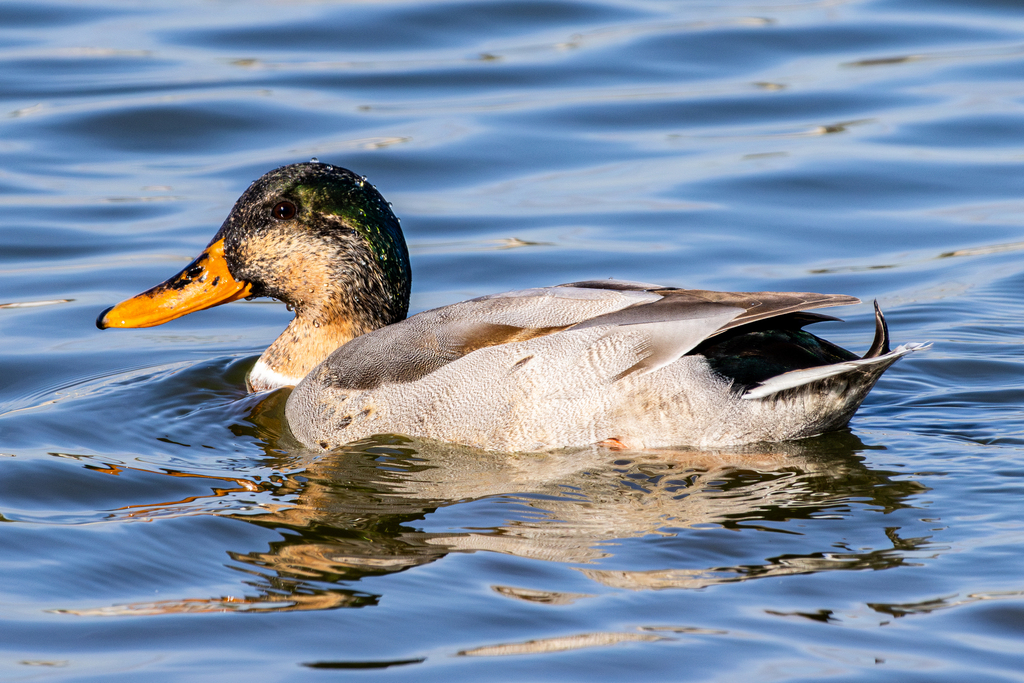 Yellow-billed Duck
