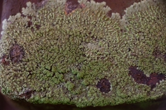Dirinaria picta