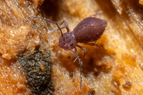 Ptenothrix atra