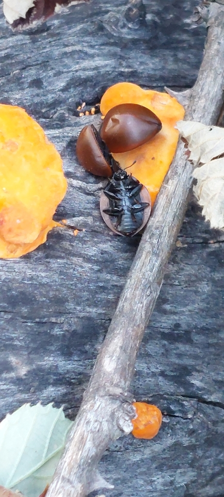 Iphiclus clavicornis