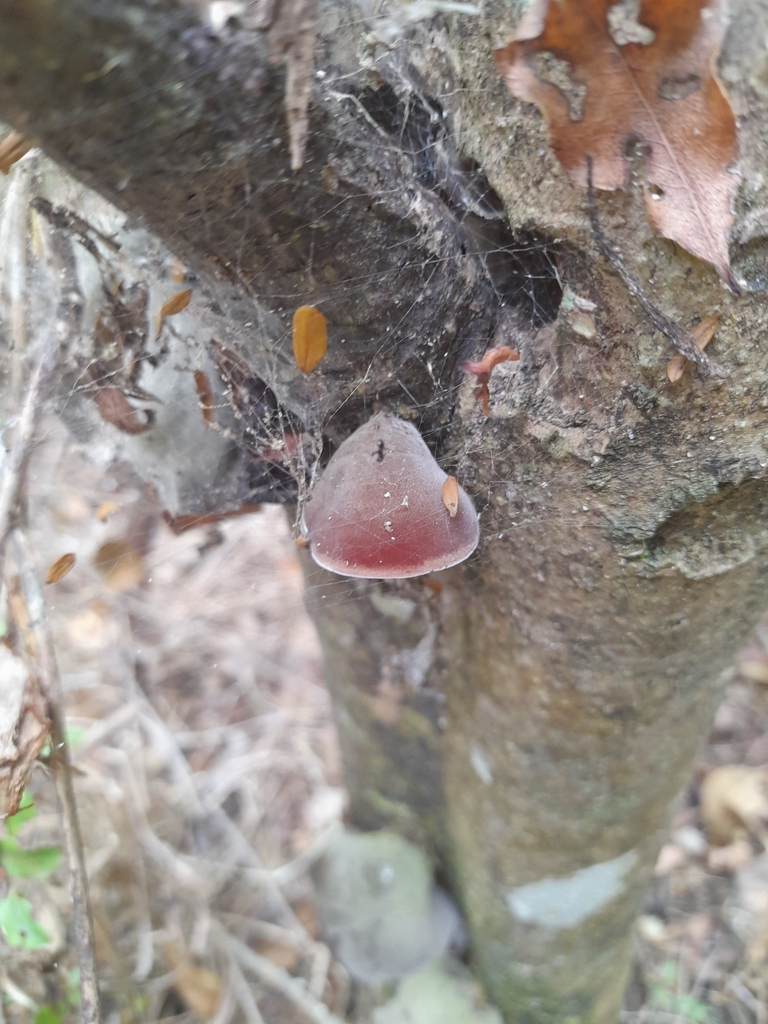Auricularia cornea · February 2025 · photo: © mphnz (iNaturalist, cc0)