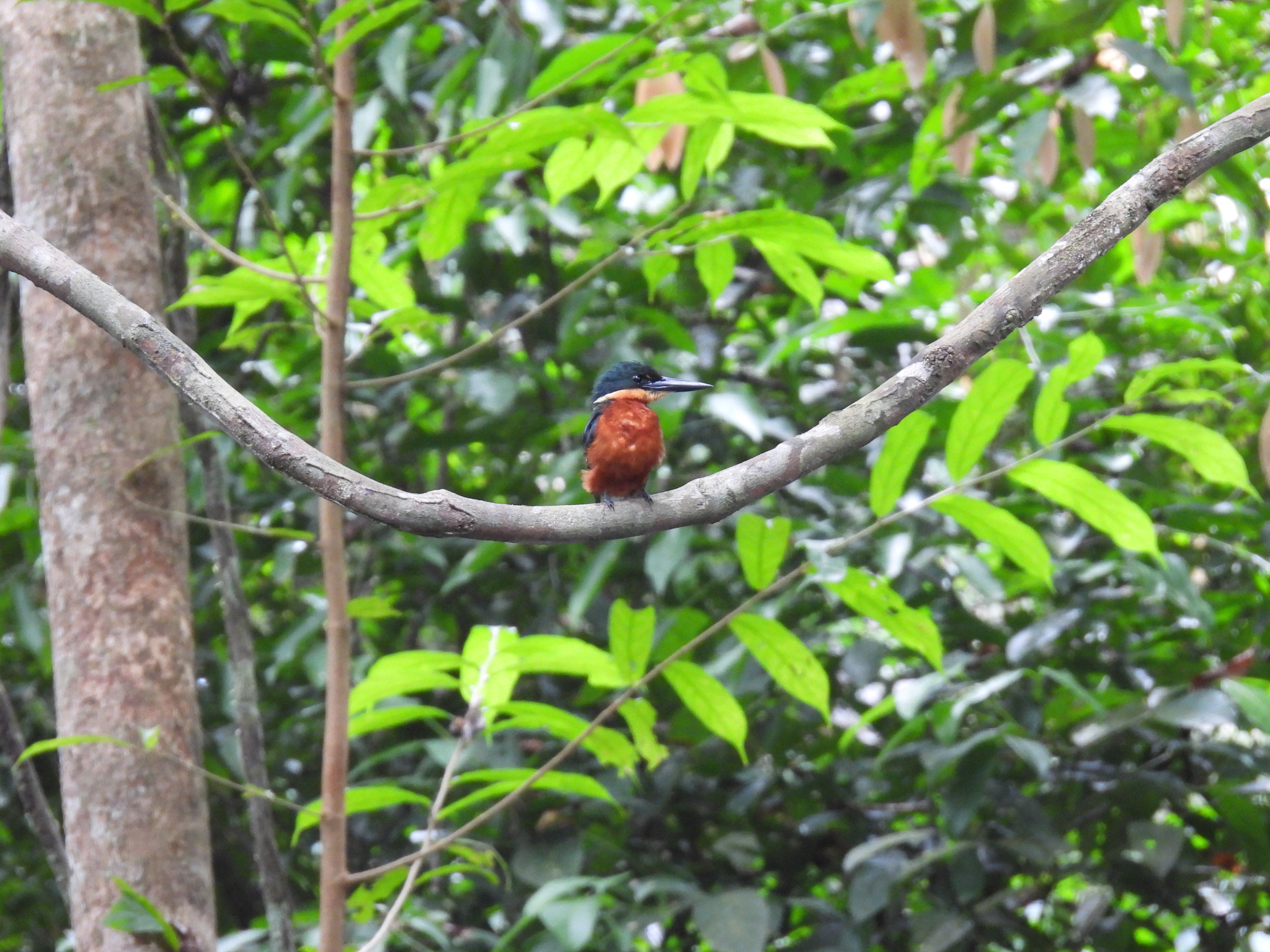 Green-and-rufous Kingfisher (Chloroceryle inda), photo 10
