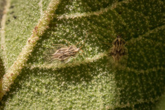 Gargaphia patricia