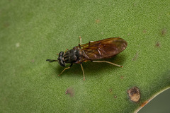 Hermetia lativentris