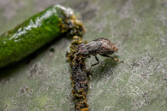 Stictomyia longicornis