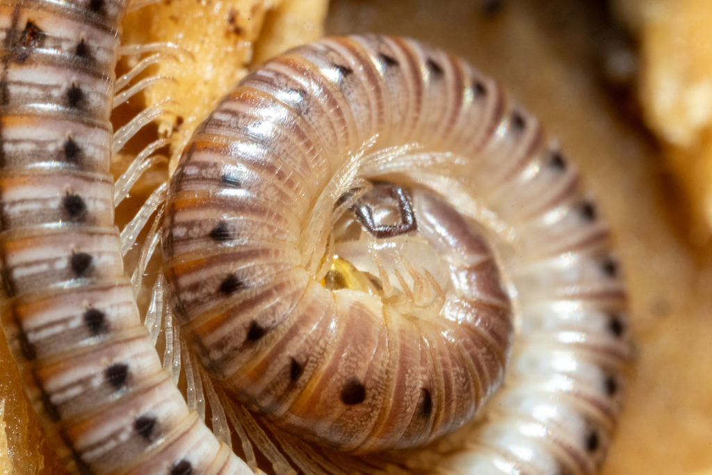 Oriulus venustus