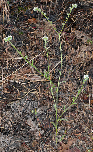 Milo Baker's cryptantha (Cryptantha milobakeri)