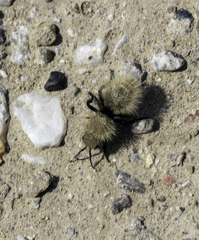 Dasymutilla coccineohirta
