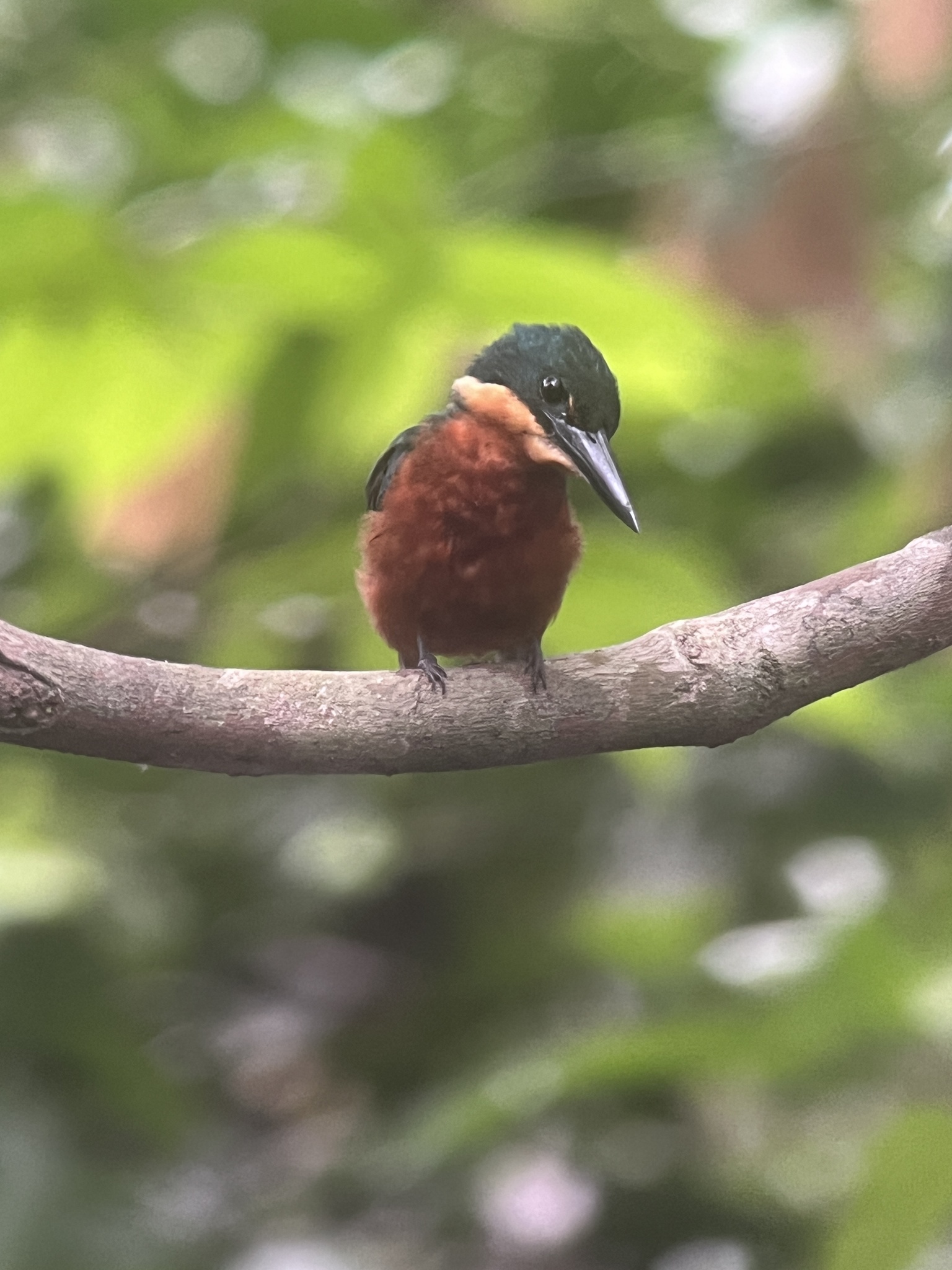 Green-and-rufous Kingfisher (Chloroceryle inda), photo 8