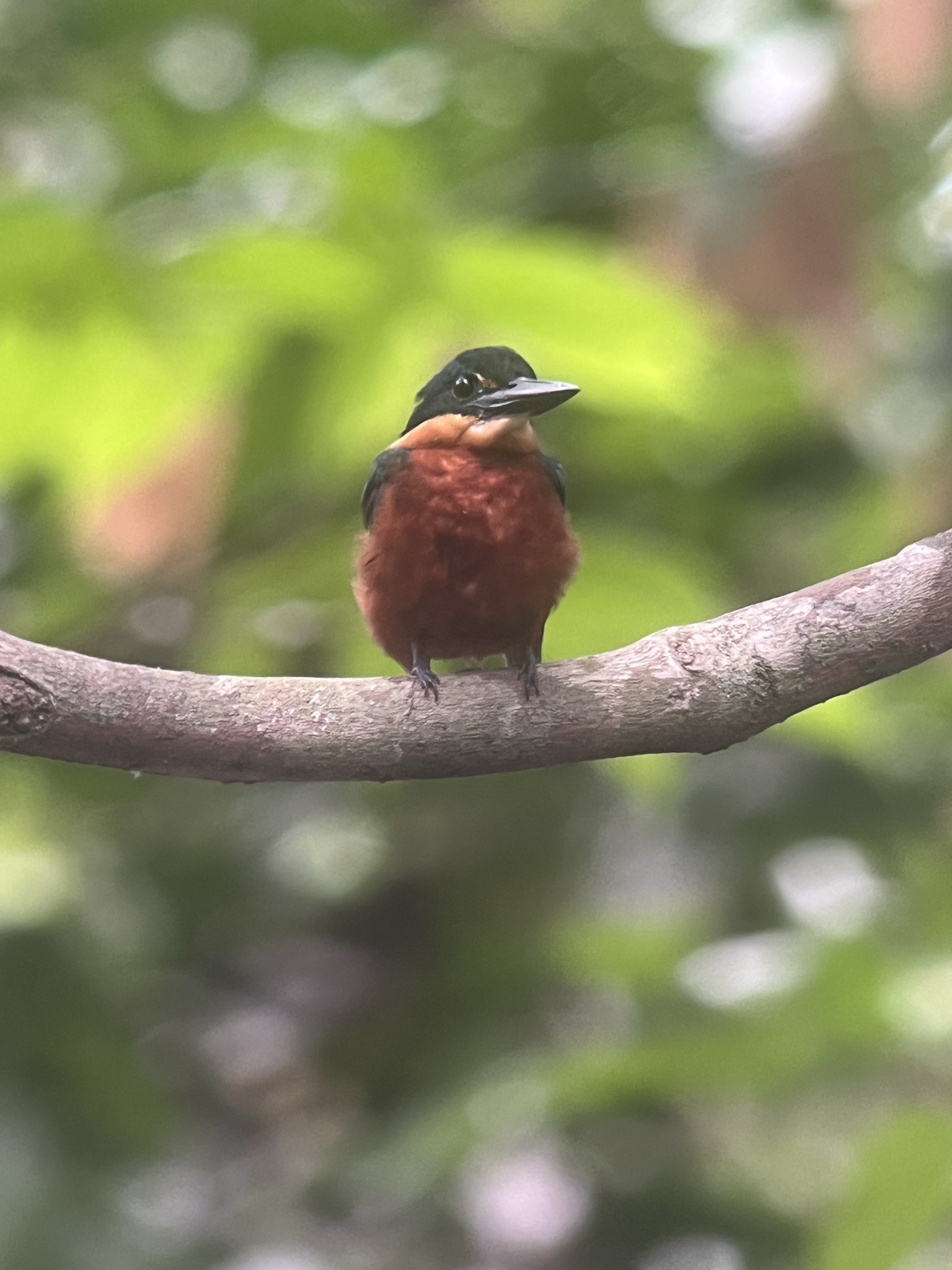 Green-and-rufous Kingfisher (Chloroceryle inda), photo 9