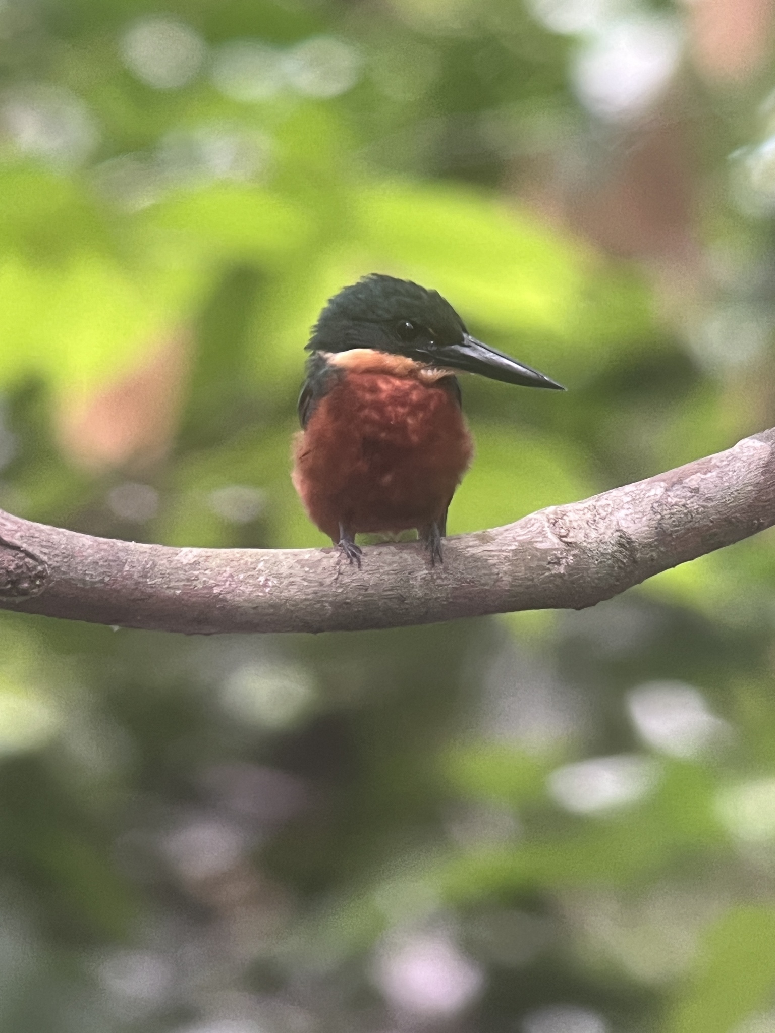 Green-and-rufous Kingfisher (Chloroceryle inda), photo 7