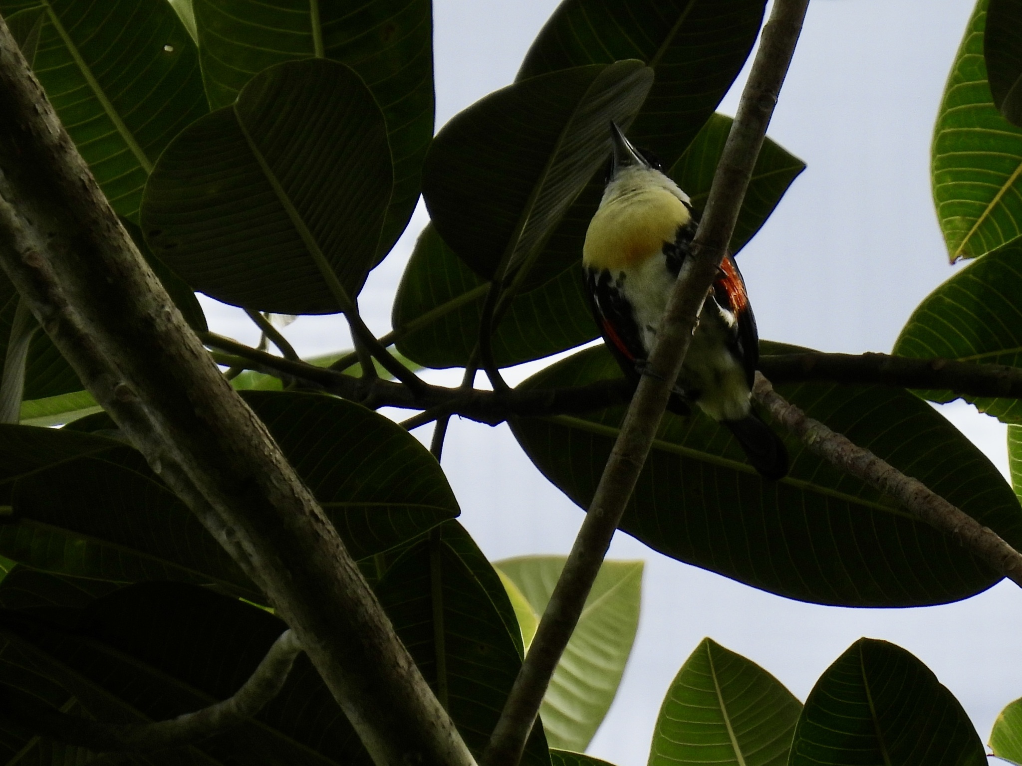 Spot-crowned Barbet (Capito maculicoronatus), photo 10