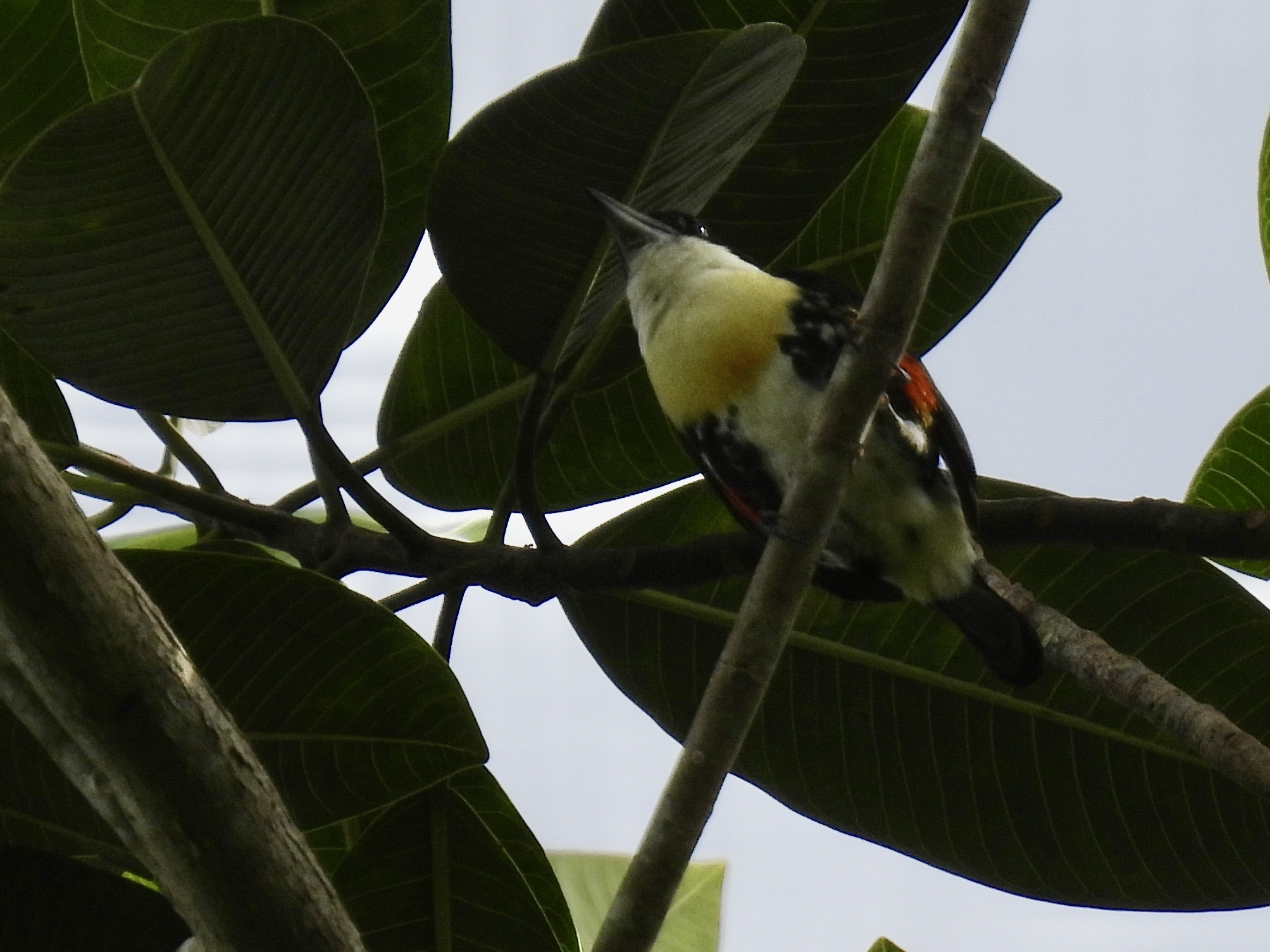 Spot-crowned Barbet (Capito maculicoronatus), photo 9