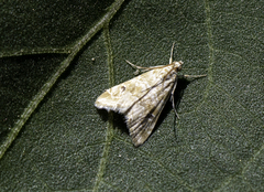 Hellula