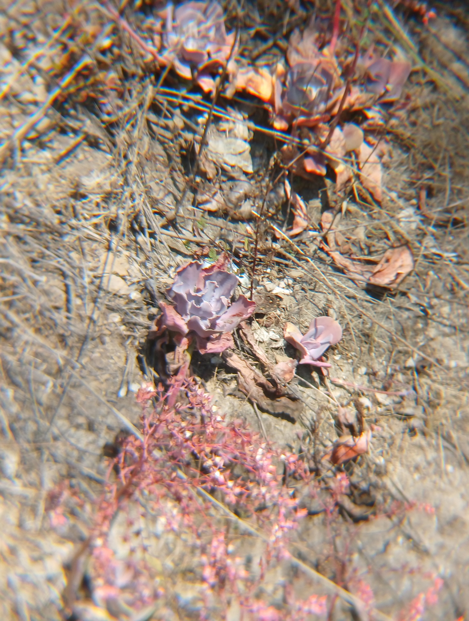 Imagem de Rosa-de-pedra