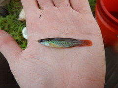 Fundulus chrysotus