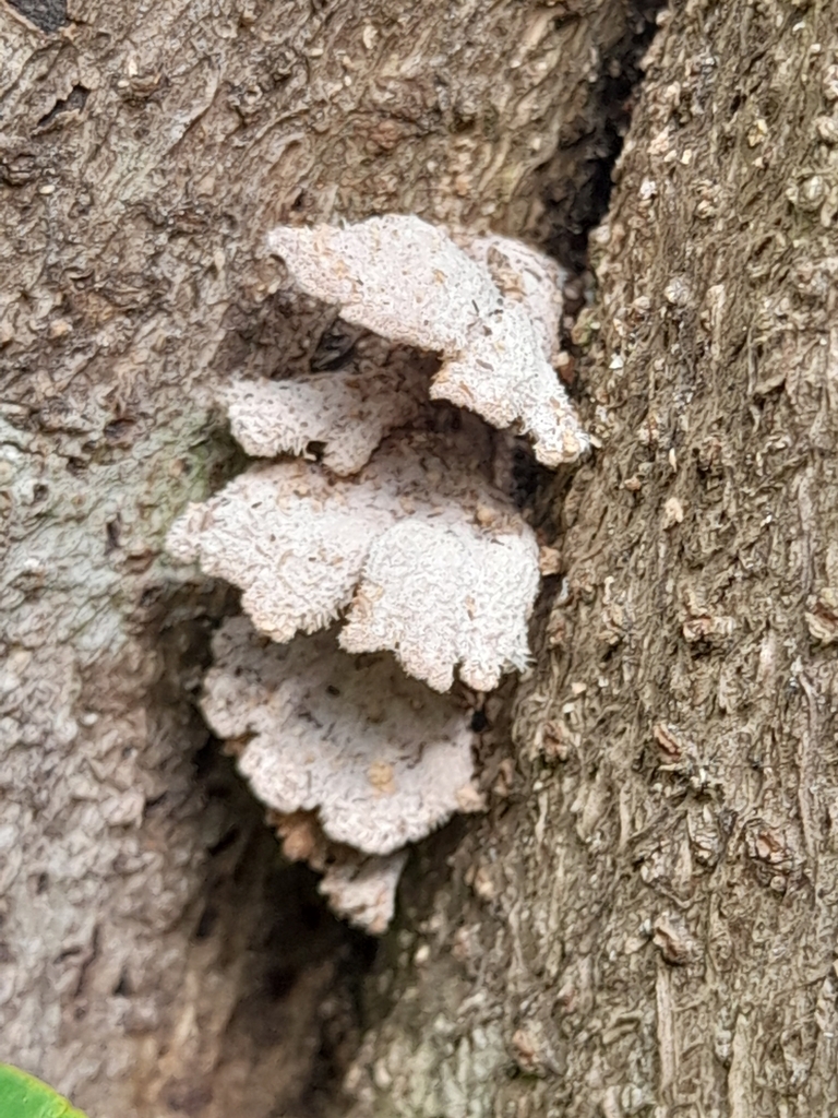 Schizophyllum commune · February 2025 · photo: © mphnz (iNaturalist, cc0)
