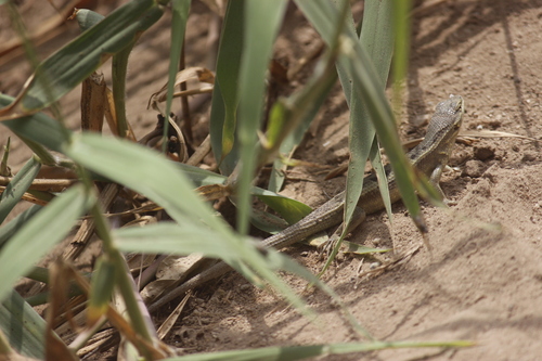 Modest Whorltail Iguana, Stenocercus modestus