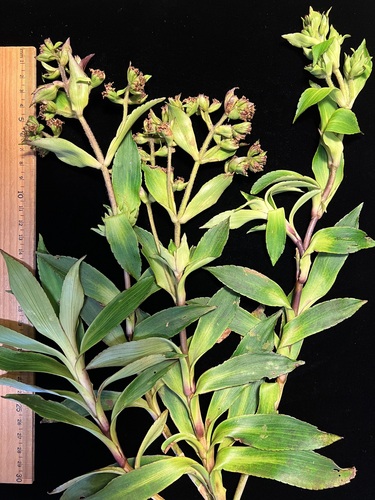 Dubautia imbricata observed 2024-01-19