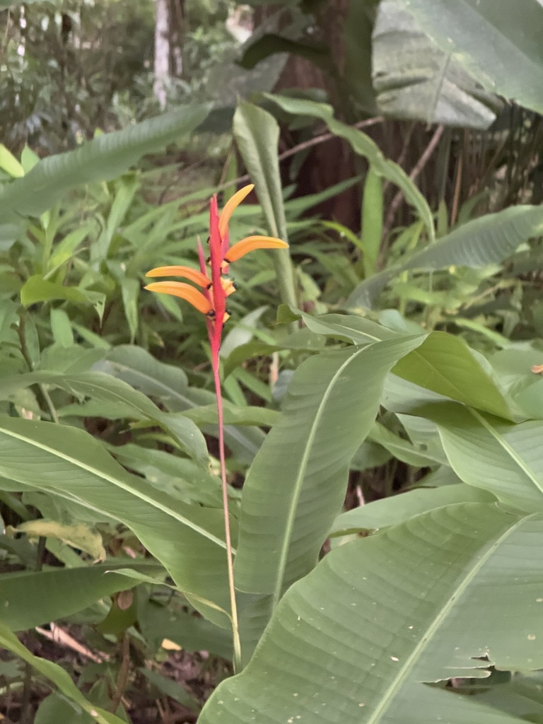 Heliconia osaensis (Heliconia osaensis)