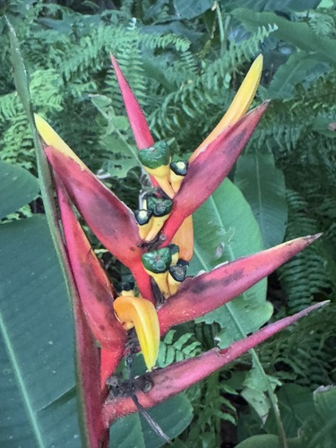 Heliconia osaensis, photograph 3
