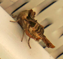 Phlogophora