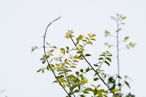 Phyllanthus reticulatus iNat (2)
