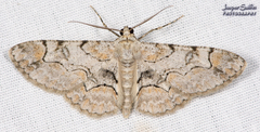 Iridopsis larvaria
