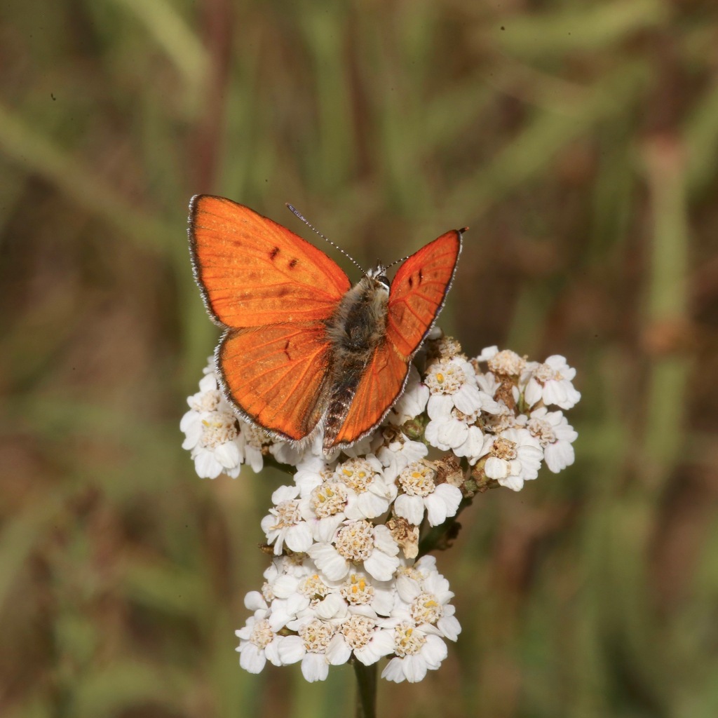 Ruddy Copper