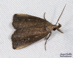 Macrochilo orciferalis