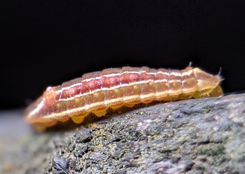 Common Ciliate Blue photo 2