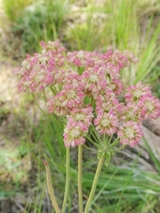 Eriogonum heracleoides