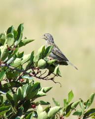Spizella breweri