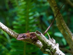 Anolis sminthus