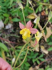 Aquilegia formosa