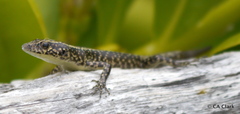 Cryptoblepharus poecilopleurus