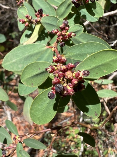 Euphorbia atrococca observed 2024-09-12